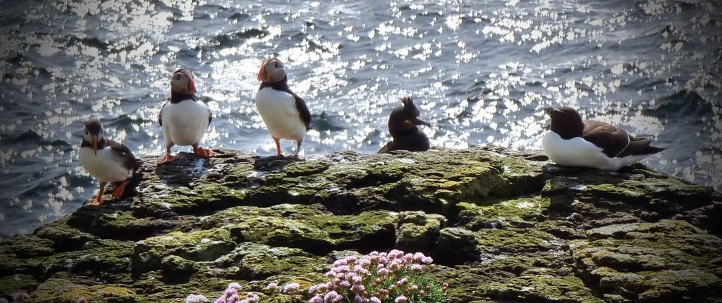 Papageientaucher auf Lunga