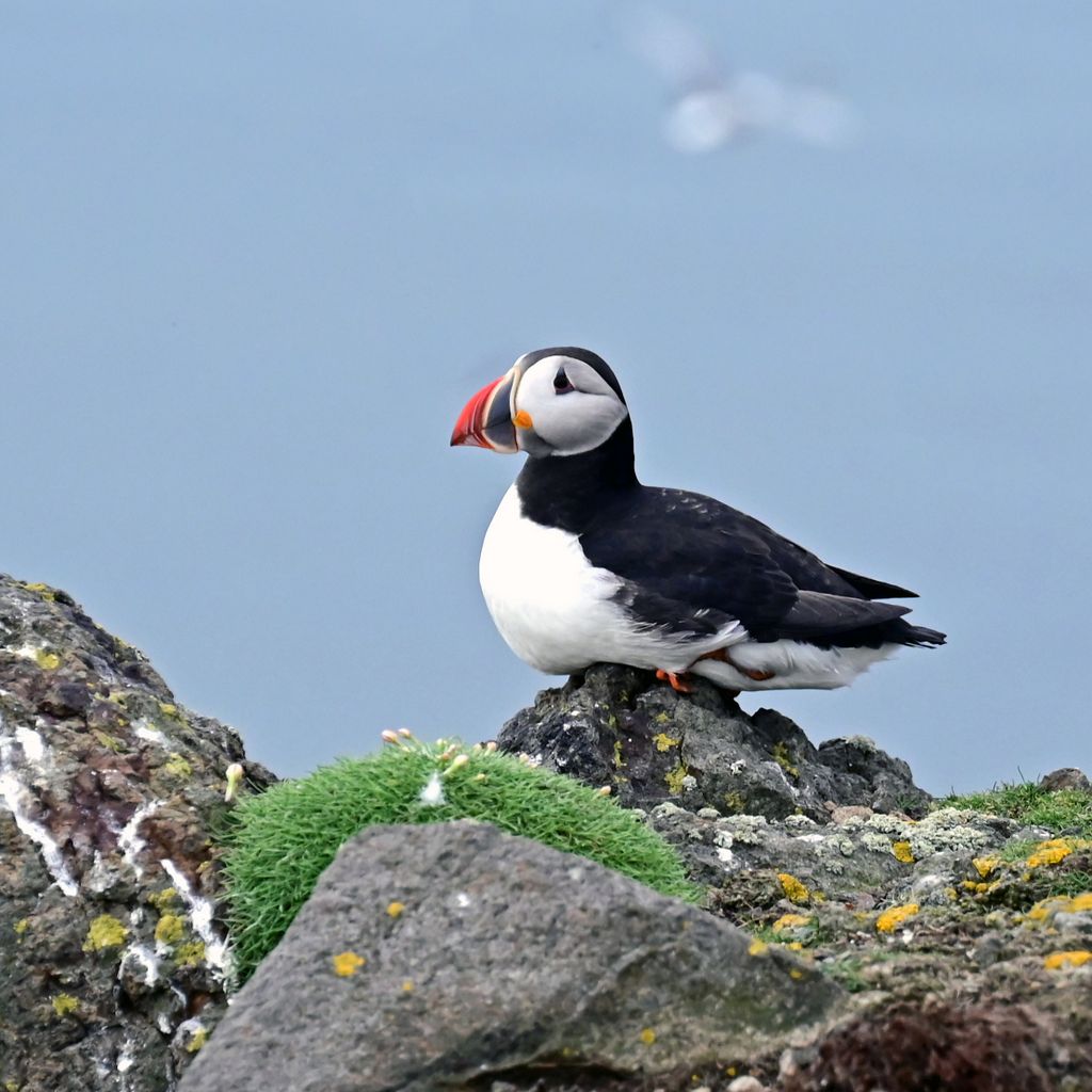 Ein Papageitaucher auf der Isle of May