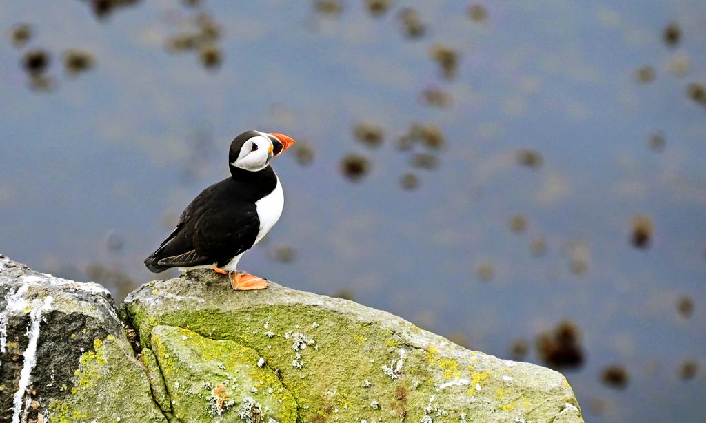 Ein Papageitaucher auf der Isle of May