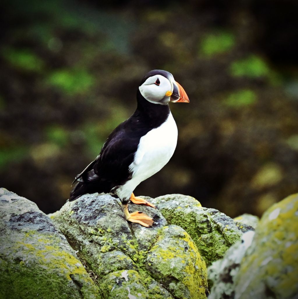 Ein Puffin auf der Isle of May