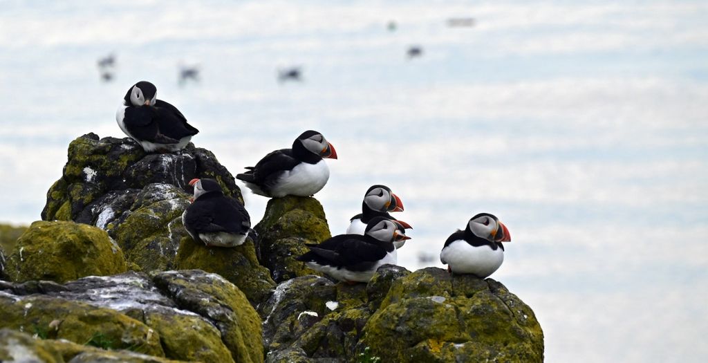 Papageientaucher auf der Isle of May