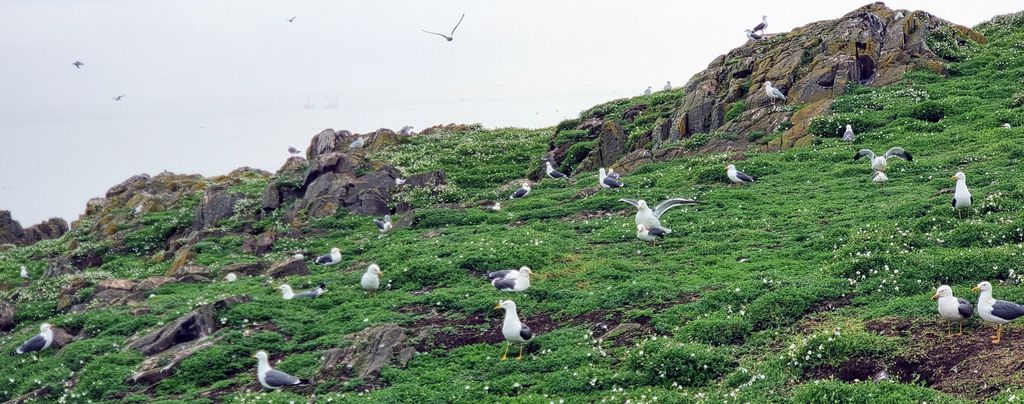 Vögel auf der Isle of May