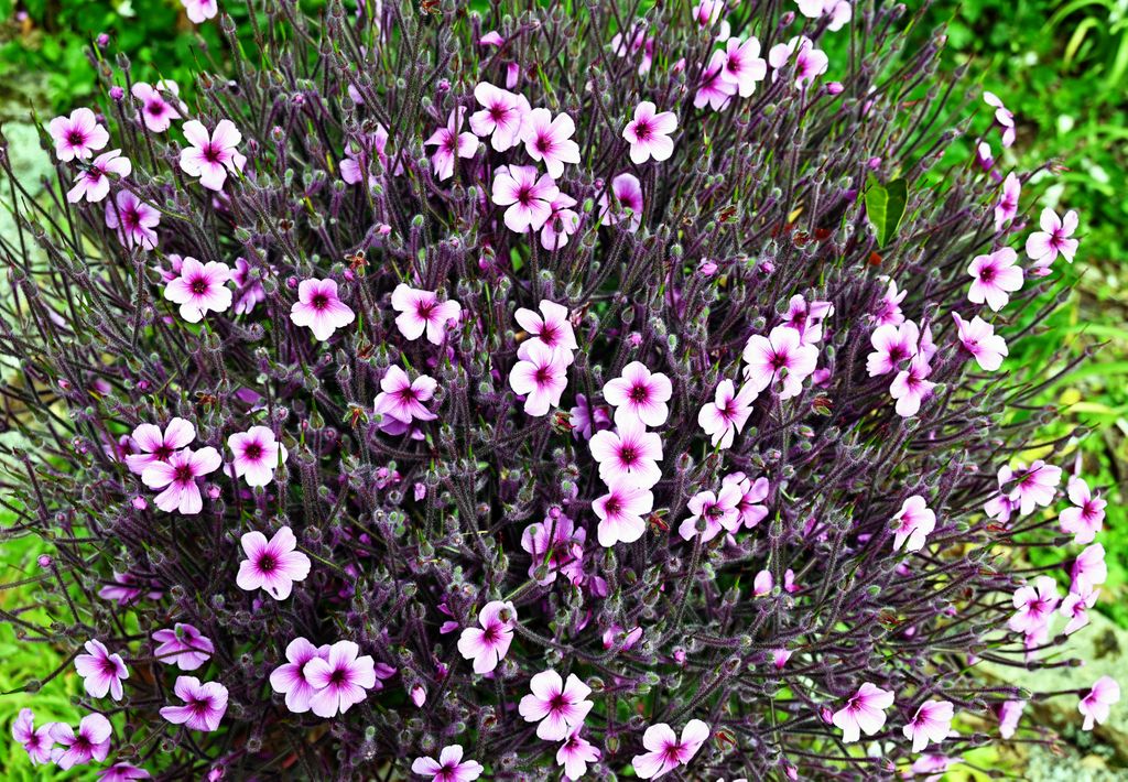 Im Tresco Abbey Garden, Guernsey