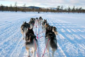 Hundeschlitten fahren in Nordschweden