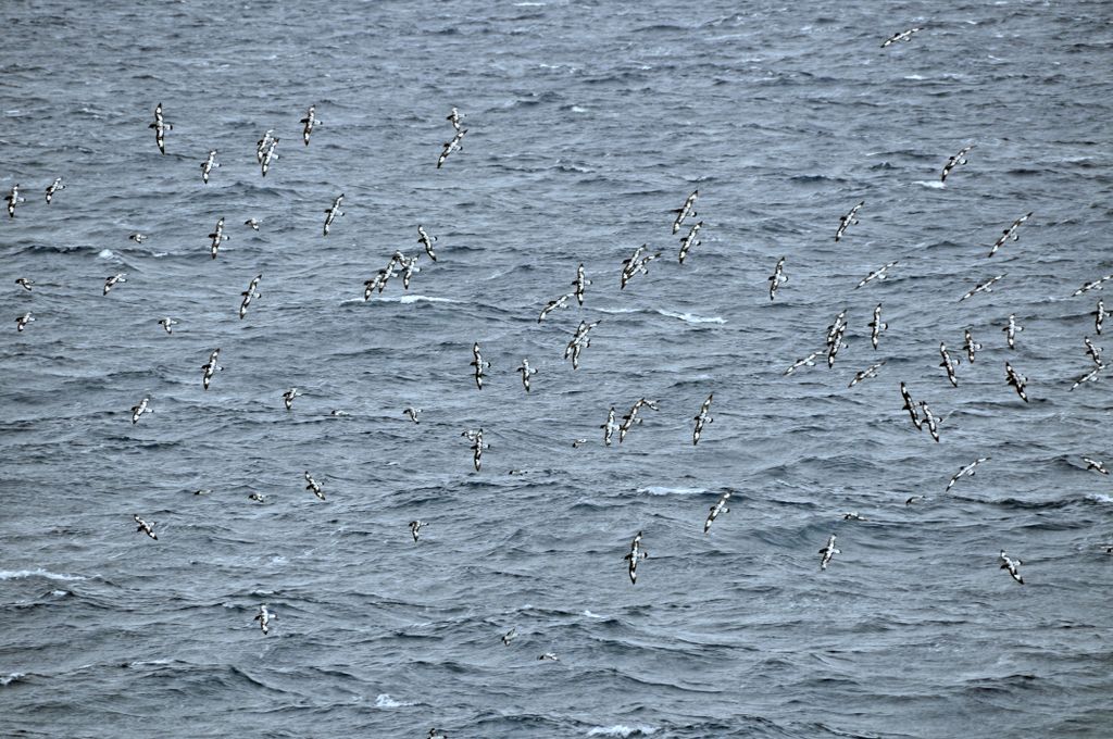 Mit der MS Delphin nach Falkland und in die Antarktis