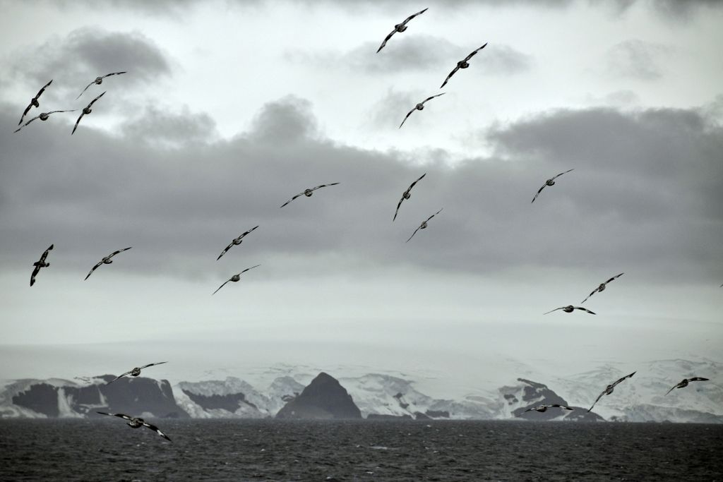 Mit der MS Delphin nach Falkland und in die Antarktis