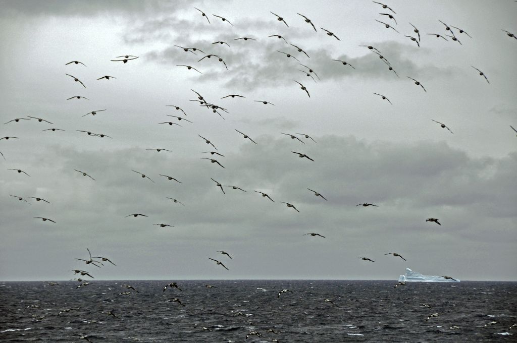 Mit der MS Delphin nach Falkland und in die Antarktis