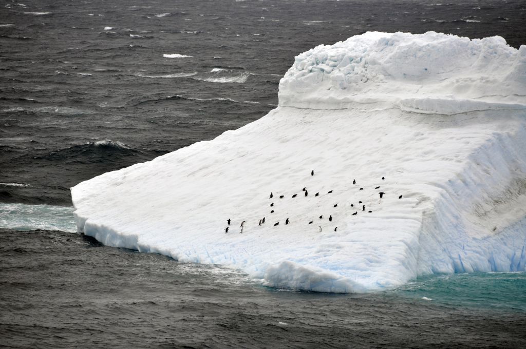 Mit der MS Delphin nach Falkland und in die Antarktis