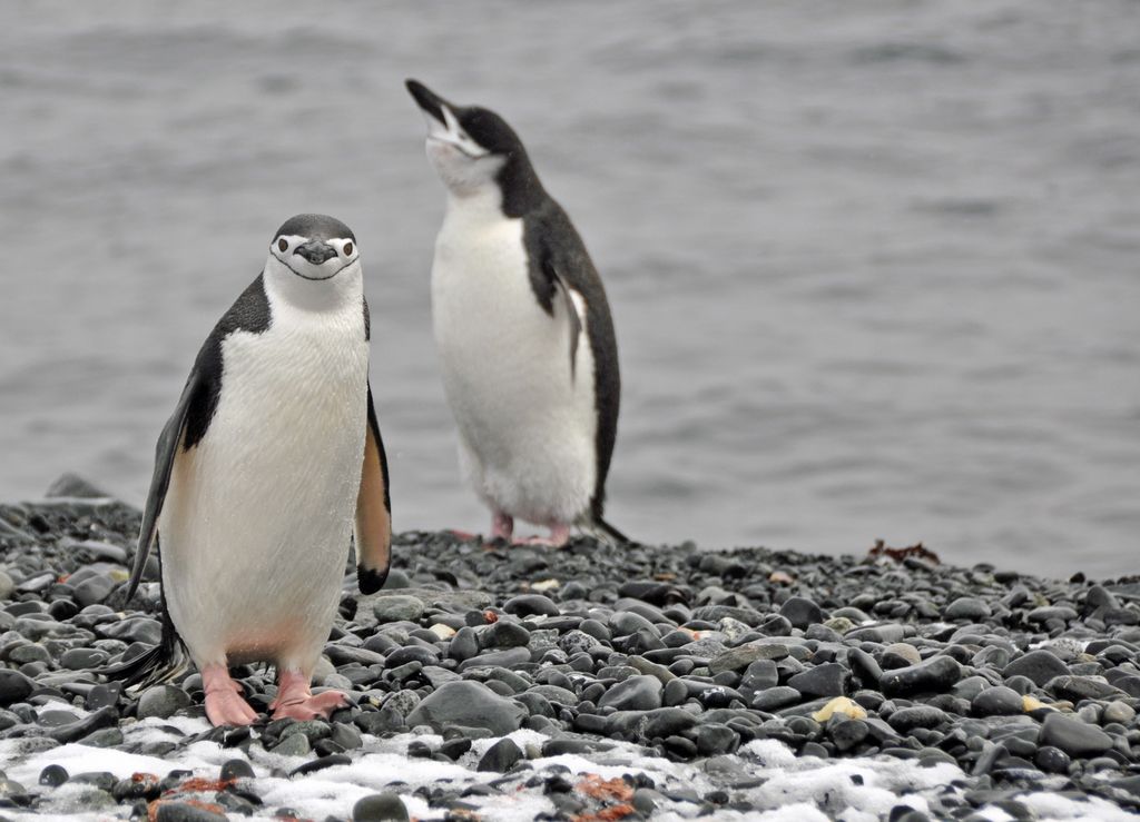 Mit der MS Delphin nach Falkland und in die Antarktis