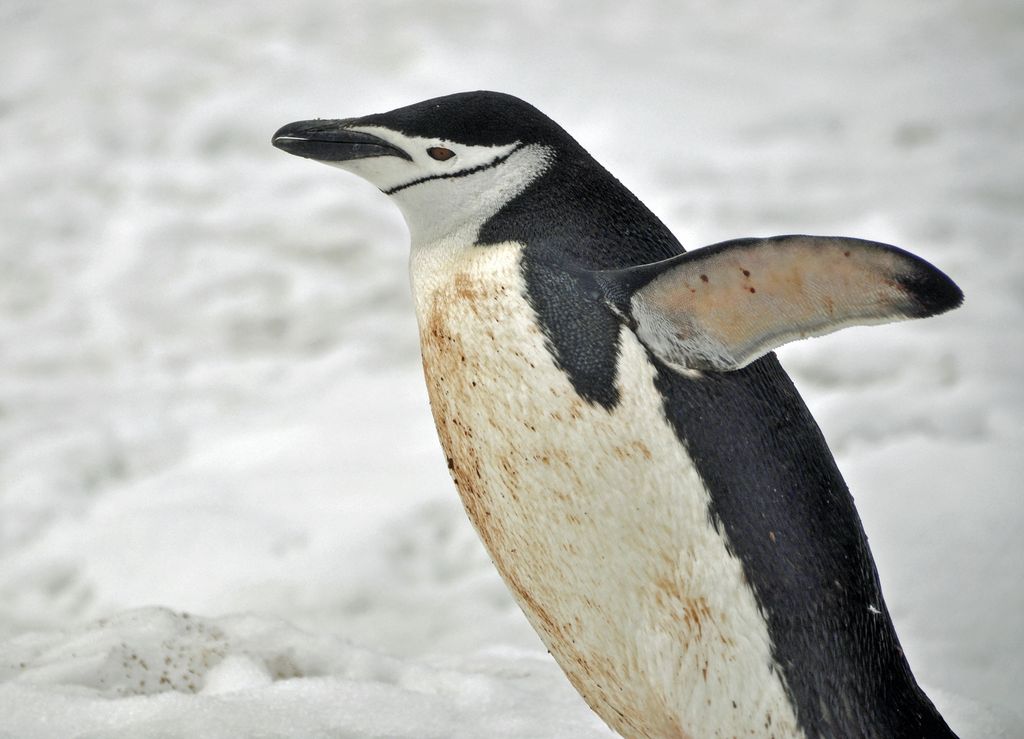 Mit der MS Delphin nach Falkland und in die Antarktis