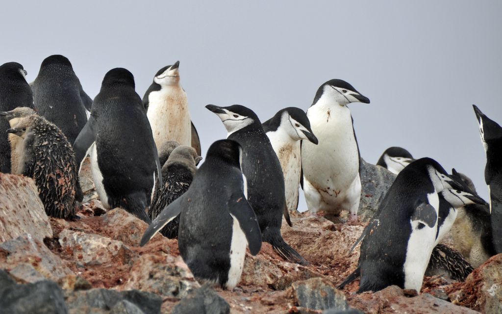 Mit der MS Delphin nach Falkland und in die Antarktis