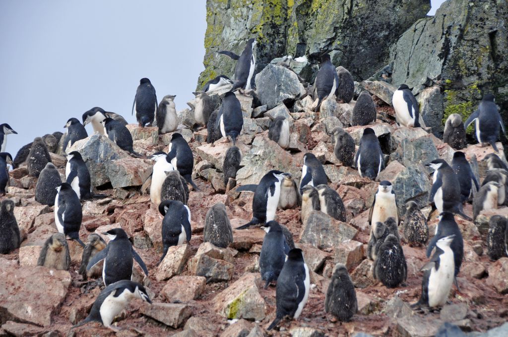 Mit der MS Delphin nach Falkland und in die Antarktis