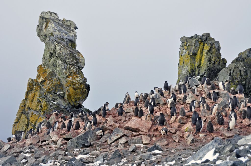 Mit der MS Delphin nach Falkland und in die Antarktis