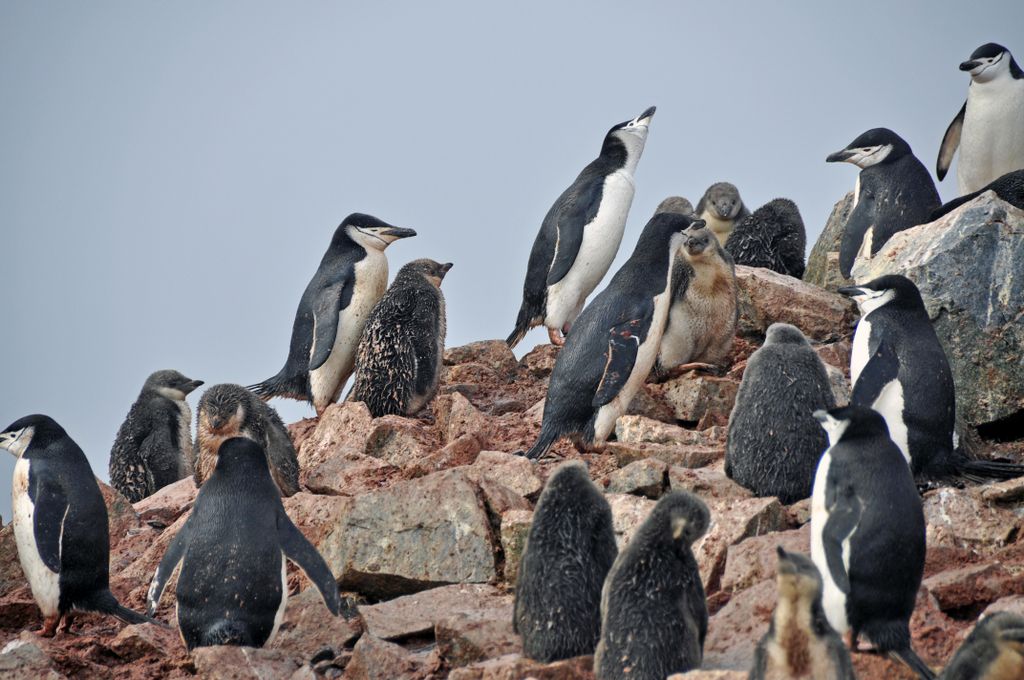 Mit der MS Delphin nach Falkland und in die Antarktis