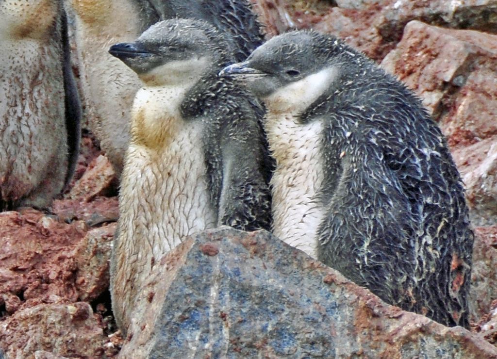 Mit der MS Delphin nach Falkland und in die Antarktis