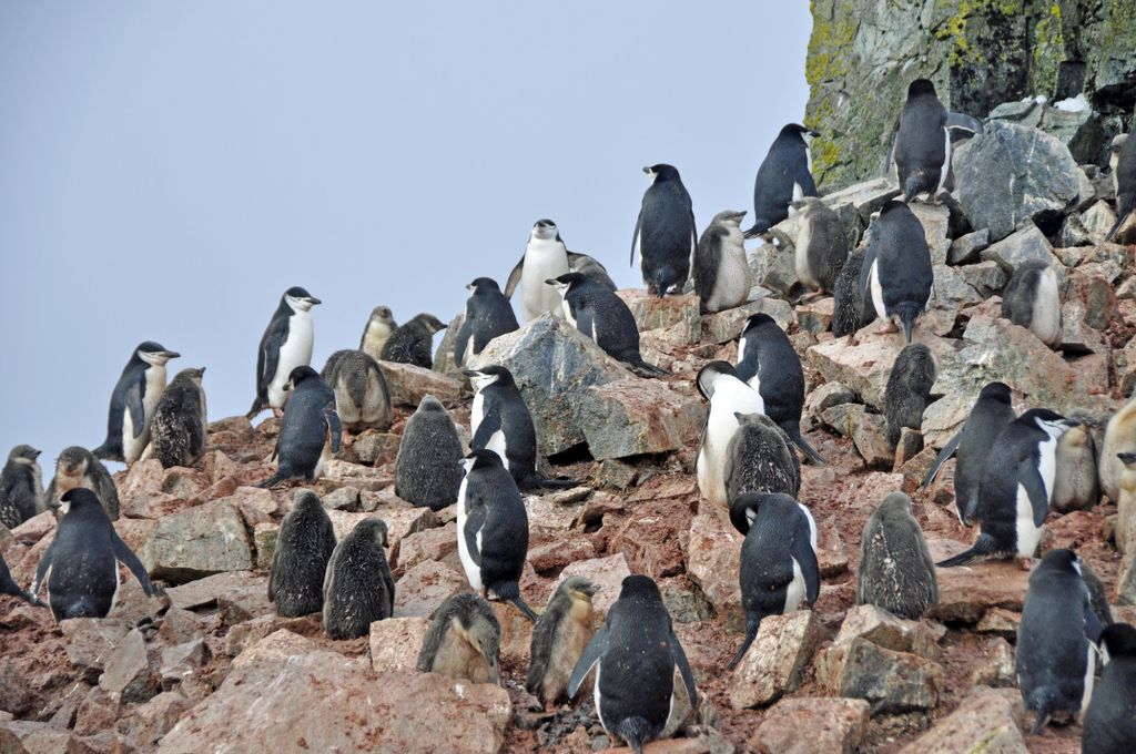 Mit der MS Delphin nach Falkland und in die Antarktis