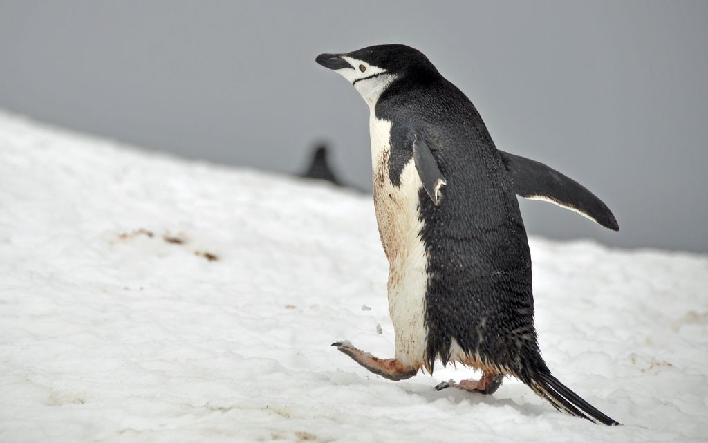 Mit der MS Delphin nach Falkland und in die Antarktis