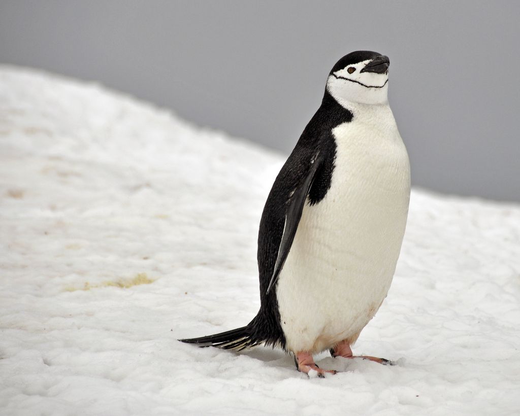 Mit der MS Delphin nach Falkland und in die Antarktis