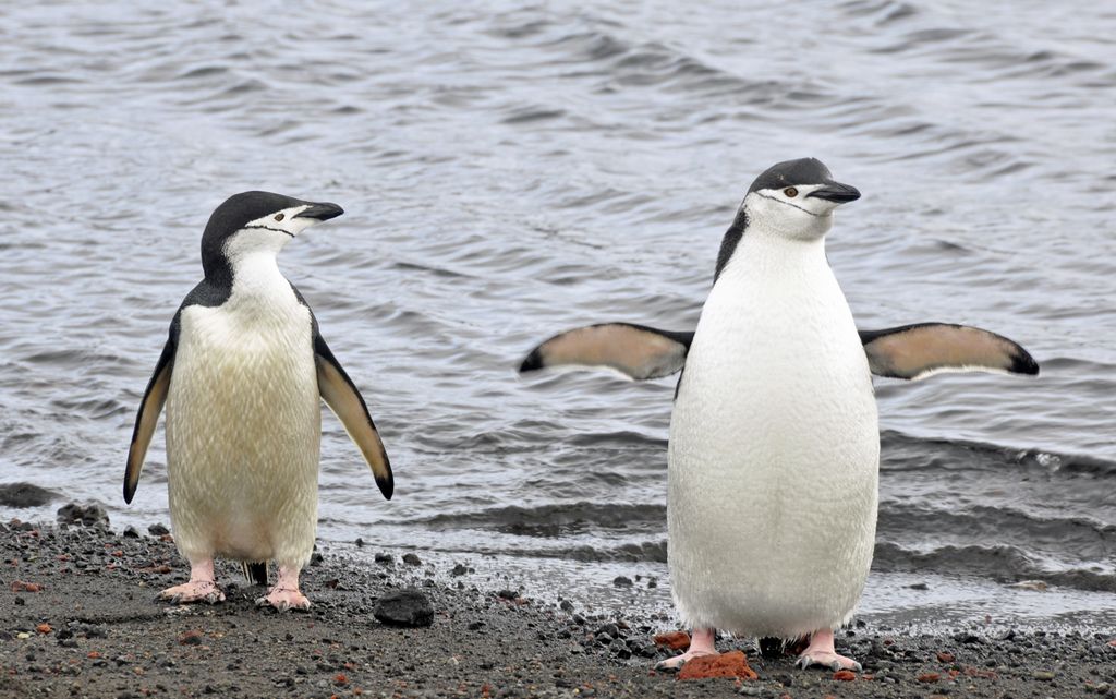 Mit der MS Delphin nach Falkland und in die Antarktis