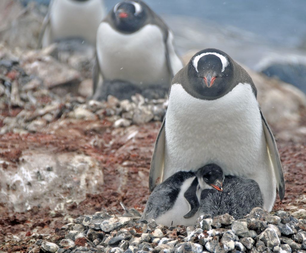 Mit der MS Delphin nach Falkland und in die Antarktis