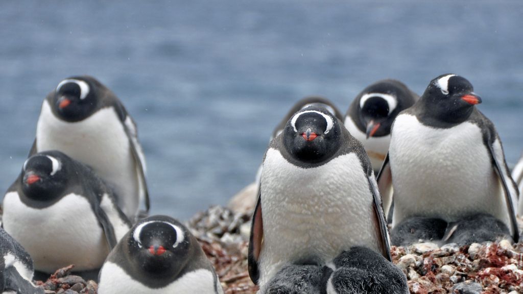 Mit der MS Delphin nach Falkland und in die Antarktis