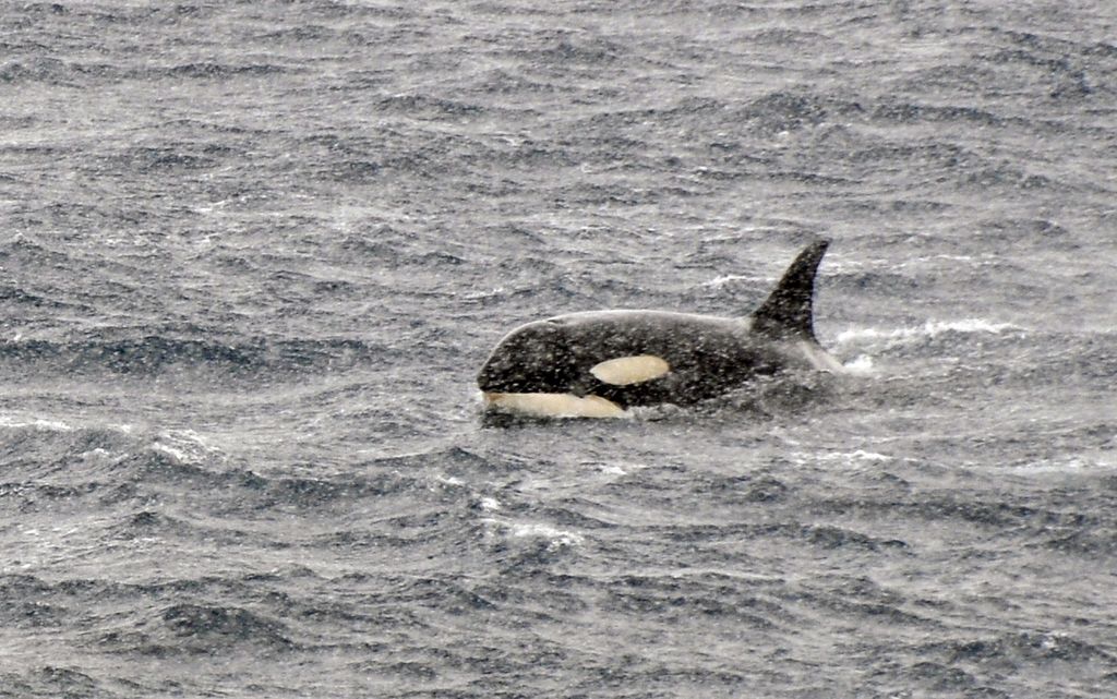 Mit der MS Delphin nach Falkland und in die Antarktis