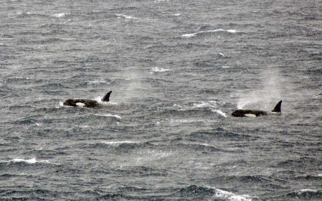 Mit der MS Delphin nach Falkland und in die Antarktis