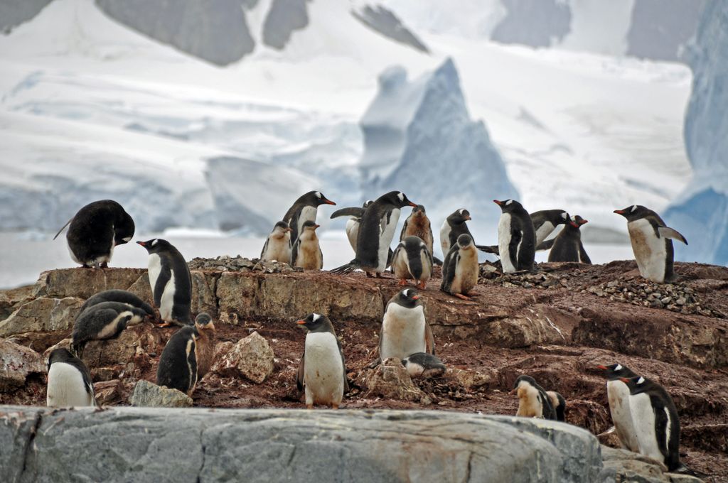 Mit der MS Delphin nach Falkland und in die Antarktis