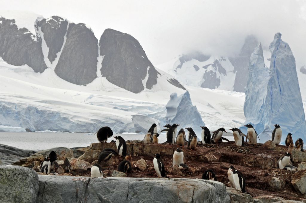 Mit der MS Delphin nach Falkland und in die Antarktis