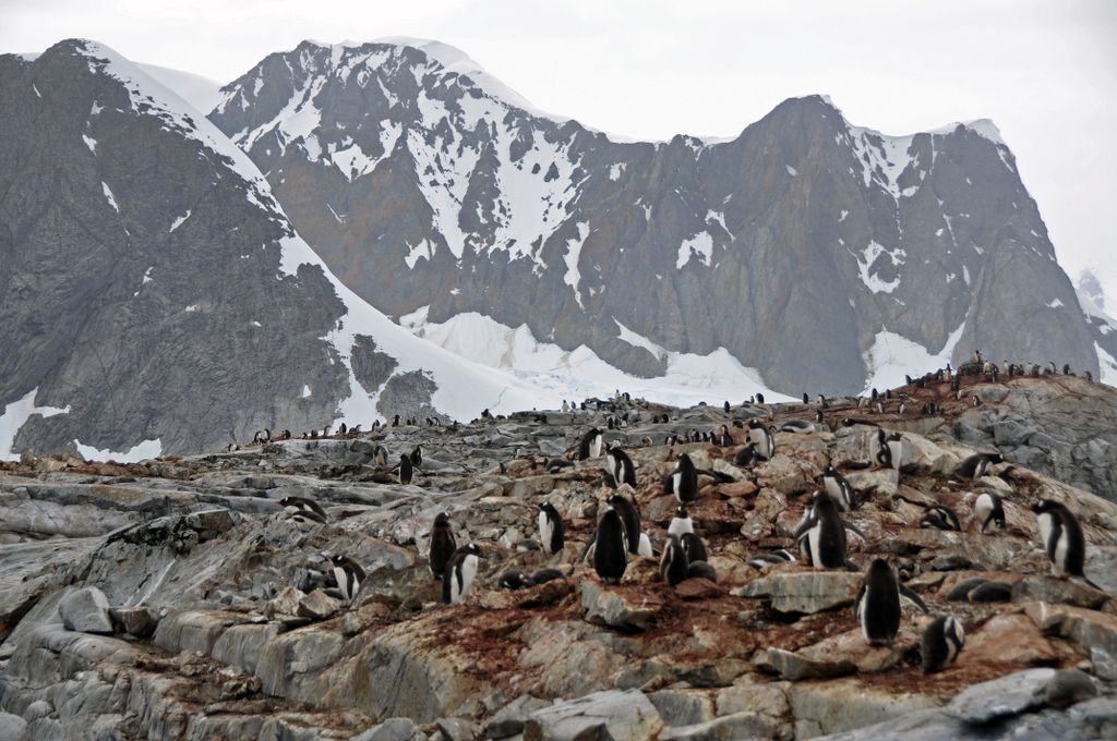 Mit der MS Delphin nach Falkland und in die Antarktis