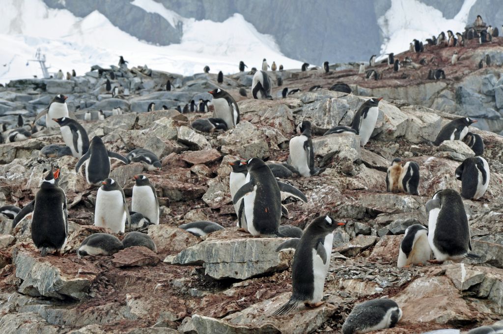 Mit der MS Delphin nach Falkland und in die Antarktis