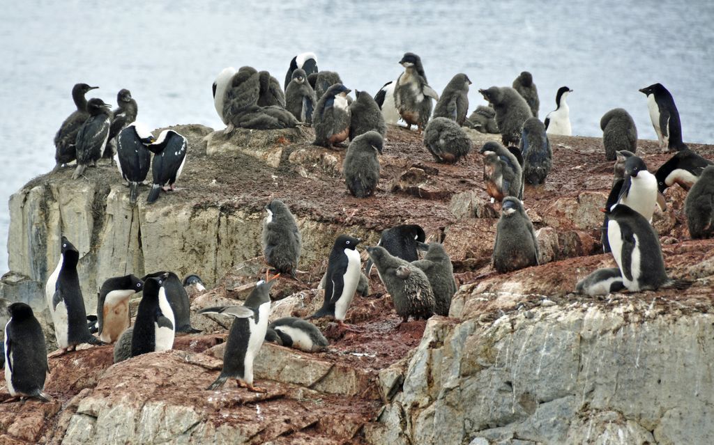 Mit der MS Delphin nach Falkland und in die Antarktis