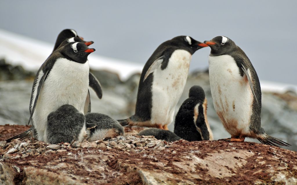 Mit der MS Delphin nach Falkland und in die Antarktis