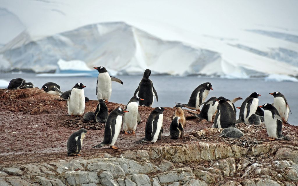 Mit der MS Delphin nach Falkland und in die Antarktis