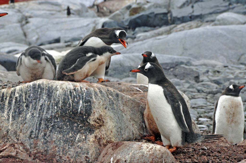 Mit der MS Delphin nach Falkland und in die Antarktis