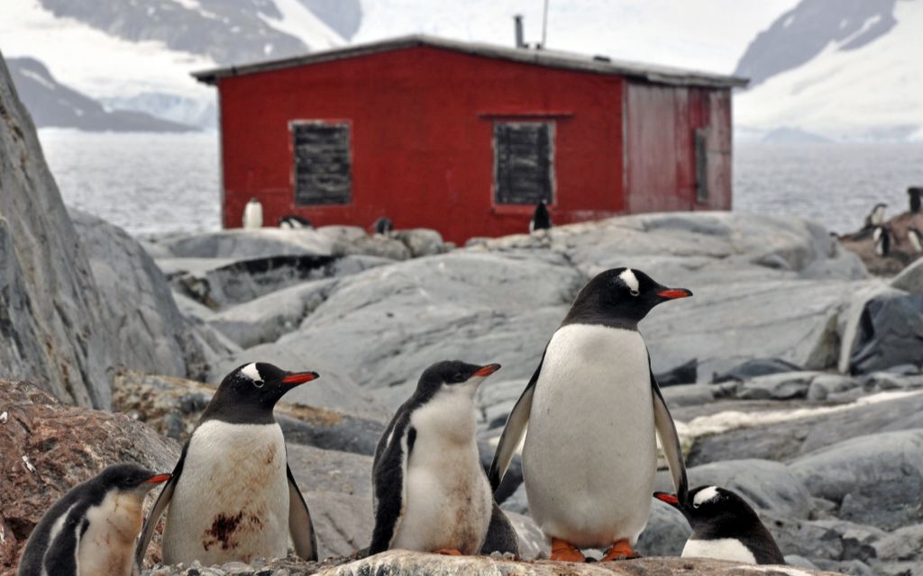 Mit der MS Delphin nach Falkland und in die Antarktis