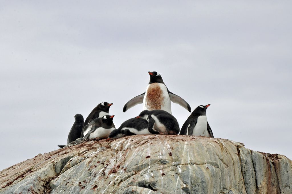 Mit der MS Delphin nach Falkland und in die Antarktis