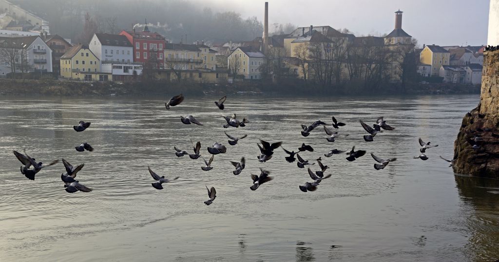 Vögel am Schaiblingsturm in Passau