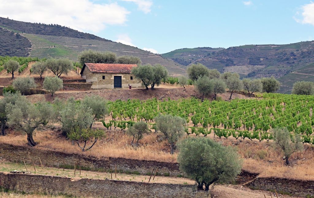 Weinberge vom Weingut Croft