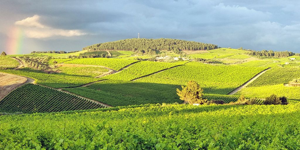 Weinberge bei der Quinta da Avessada