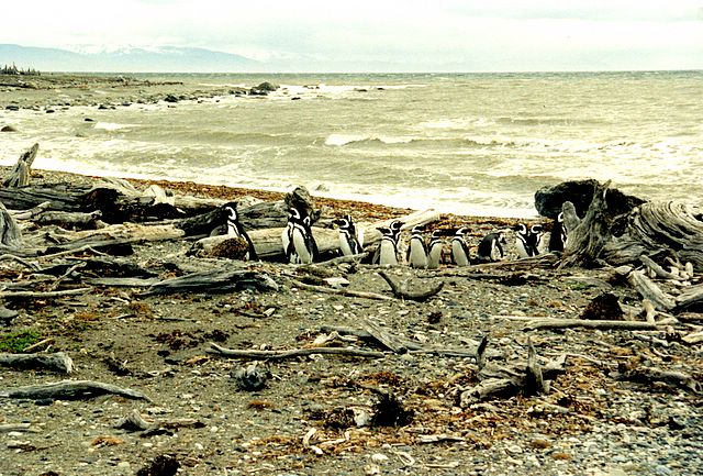 Pinguine in Chile