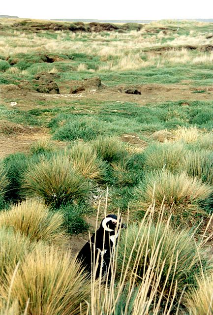 Pinguin in Chile