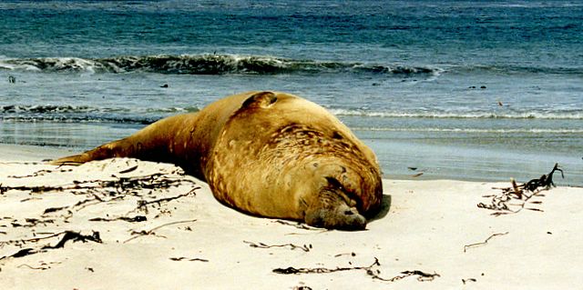 Auf der 'Sea Lion Island'