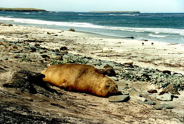 Auf der 'Sea Lion Island'