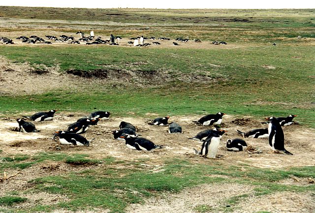 Auf der 'Sea Lion Island'