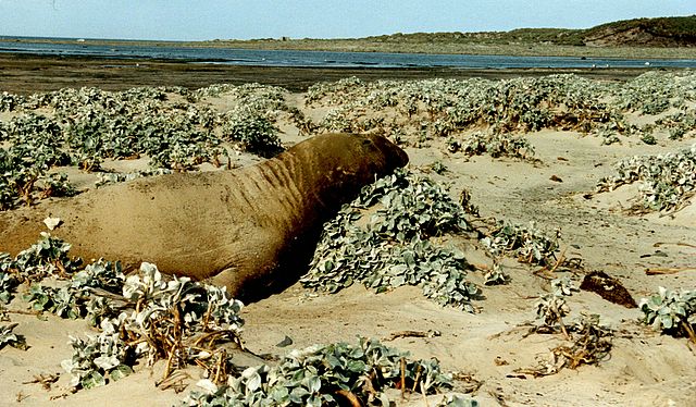 Auf der 'Sea Lion Island'