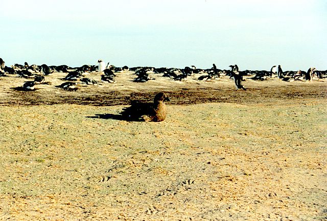 Auf der 'Sea Lion Island'