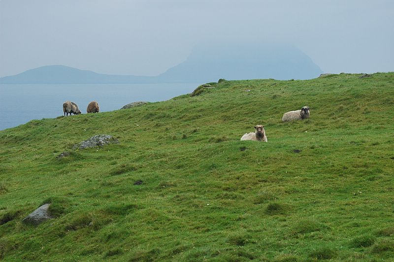 Faröers Fauna