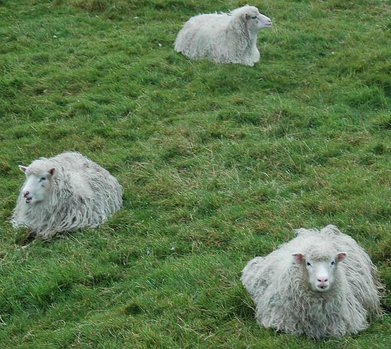 Faröers Fauna