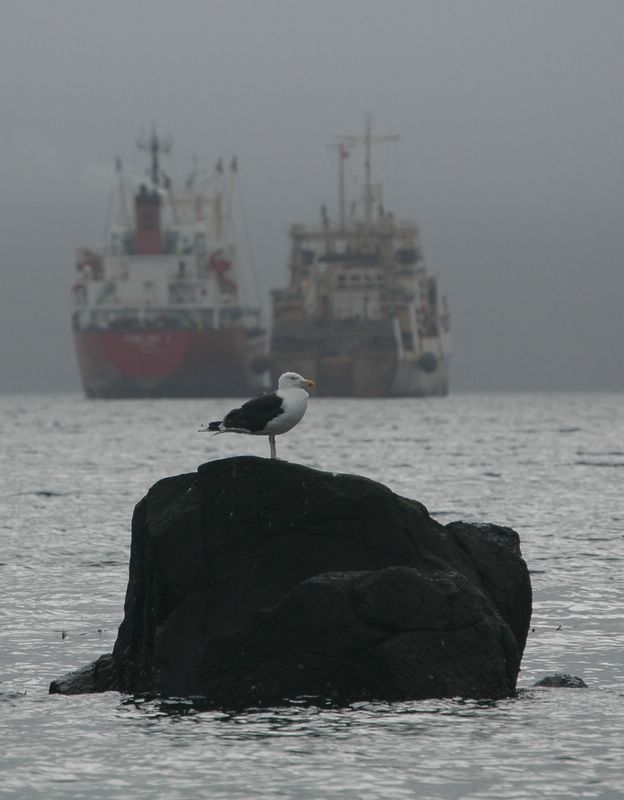 Faröers Fauna